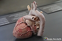 VBS_2887 - Cuore - Mostra Body Worlds